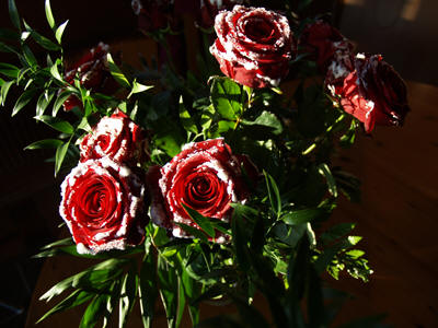Rosen im November