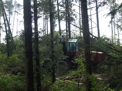 Maschineneinsatz im Wald