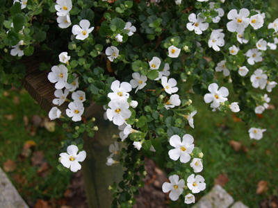 Herbstblüte