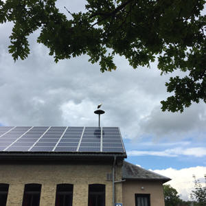 Storch auf der Alten  Schule