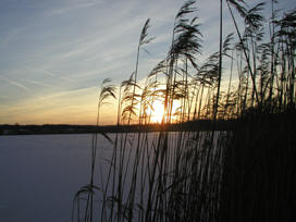 Schilf im Abendlicht