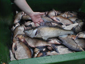 Als Beifang Zander!
