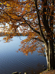 Herbstlicht